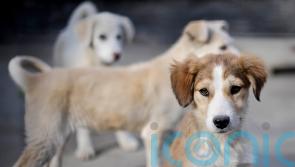 PM accused of lying over animal charity Nowzad’s Afghan rescue as emails surface