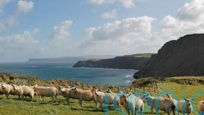 Northern Ireland farmers left in no man&rsquo;s land by protocol trade rules, MPs told