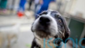 Defence Secretary hits back after PM accused of lying over Afghan animal rescue
