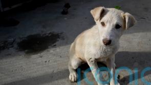 Foreign Office mandarin ‘not aware’ of any PM involvement in Nowzad evacuation