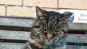 Cat reunited with owner after 11 years away from Scottish home