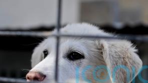 Minister disputes evidence suggesting PM ‘authorised’ animal airlift from Kabul