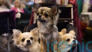 Chihuahuas share gene that makes them small with ancient wolves, study suggests