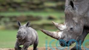 Six-week-old rhino calf explores enclosure for first time