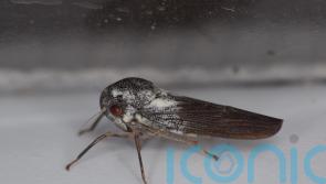 New insect species identified by uniquely shaped male reproductive organs