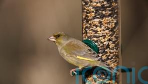 Three top tips to help feathery friends ahead of the Big Garden Birdwatch
