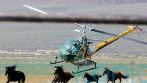 US judge may suspend wild horses round-up in Nevada