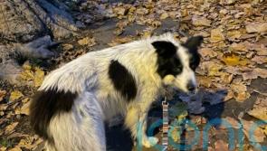 Ex-BBC journalist’s beloved dog who went viral last year dies aged 14