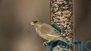 Flying start to this year’s Big Garden Birdwatch survey