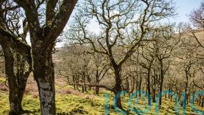 Livestock can help reforestation process if managed carefully – research