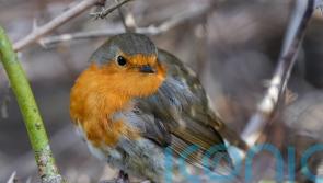 6.1 million birds recorded so far in nationwide garden wildlife survey