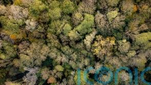 Study estimates 73,000 tree species on Earth, including 9,200 undiscovered