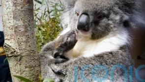 British safari park welcomes first southern koala to be born in Europe