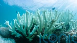 Even 1.5C of global warming will be ‘catastrophic’ for coral reefs – study