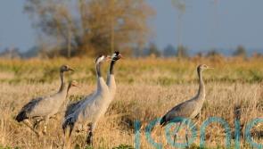 UK’s common crane has best year since 17th century with record 72 pairs