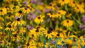 UK plants flowering a month earlier due to climate change – study