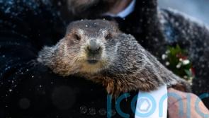 Punxsutawney Phil predicts six more weeks of winter