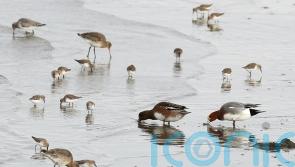 Irish Government preparing to hold citizens’ assembly on biodiversity