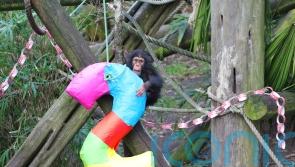 Infant chimp Masindi celebrates her second birthday at Edinburgh Zoo