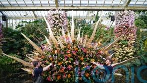 Kew Gardens’ orchid festival to showcase stunning Costa Rican blooms