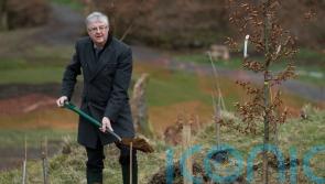 Wales to plant woodlands in memory of people who died in Covid pandemic