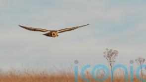 More short-eared owls seen in national park after boost to favourite food