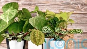 9 weird and wonderful houseplants you can’t help but love