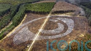 Giant forest eye will inspire youngsters to address climate change, say artists