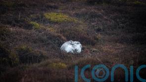 Mountain hare populations in Peak District higher than thought, count suggests