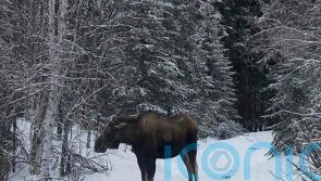 Four dogs injured as moose attacks sled team