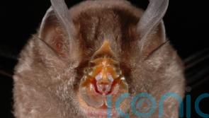 Origins of virus responsible for Covid-19 traced to horseshoe bats