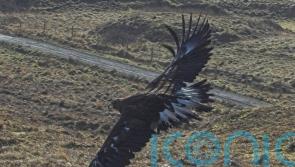 Wildlife licences restricted on Highlands estate where eagle was found dead