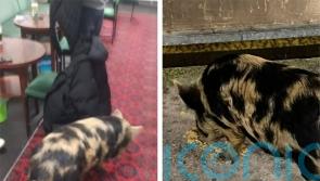 Pig wanders into working men’s club after escaping from allotment