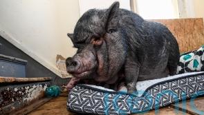 Man in legal battle to keep ’emotional support’ pig