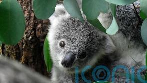 Koalas declared endangered in eastern Australia amid disease and habitat loss