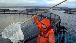 Salmon exports boom but farmers warn of Scandinavian threat