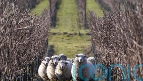 Sparkling wine maker marks 10 years of using sheep to graze its vineyards