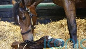 Superstar Enable delivers a Kingman colt as first foal