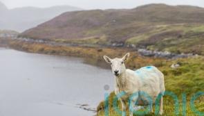 New vet service will enable Government to ‘focus on what is best for Scotland’