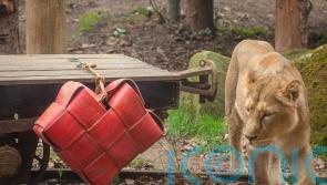 London Zoo’s ‘loved-up’ lions given cinnamon-scented Valentine’s treat
