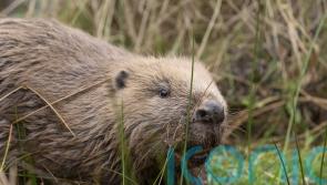 Second family of beavers relocated to new home in effort to support species