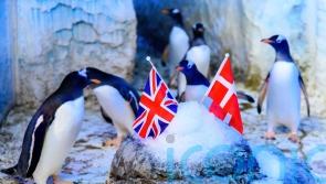 Penguin named after tennis star Raducanu travels to Denmark in search of love