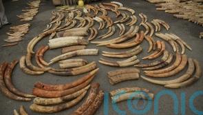 DNA testing of elephant ivory reveals tactics of criminal networks