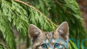 Police seize wildcat kitten from animal organisation