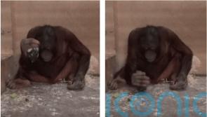 Orangutans instinctively use hammers to strike and sharp stones to cut – study