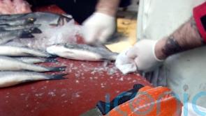 Scottish salmon sales grow as exports return to pre-pandemic levels