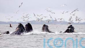 World’s whales facing increasing threats along migration ‘superhighways’