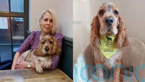 Dapper cocker spaniel dog brings laughter to the corridors of a women’s prison during therapy visits to help inmates who are missing their pets