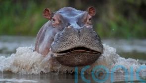 Colombian government to declare hippos an invasive species