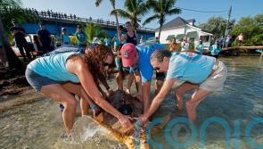 Rehabilitated sea turtle Sheldon released off Florida Keys